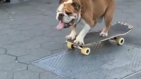 cão skatista