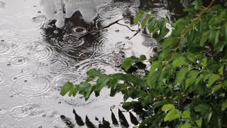 Relaxing sound of rain falling on pavement | white noise for relaxation, sleep