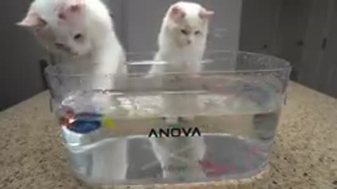 How to Get your Cat to Used Water(4 step tutorials)