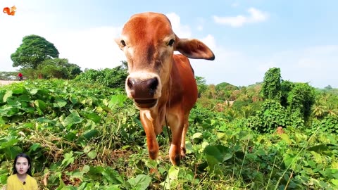Cow sounds learn about cows farm animal sounds Part 8