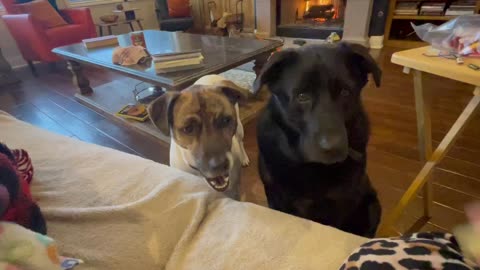 Dogs waiting for a treat