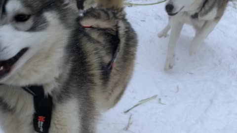Stunning Husky Dog Sledding & Mushing Experience in Fairbanks, Alaska in January