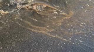 Gar Fish Swim Along Flooded Roadside