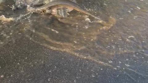 Gar Fish Swim Along Flooded Roadside