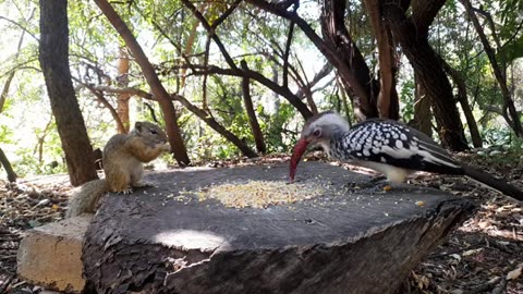 Serenity in South Africa: Birds and a Squirrel in the African Wilderness