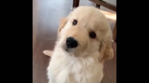 Cute Dogs and Puppies - Compilation