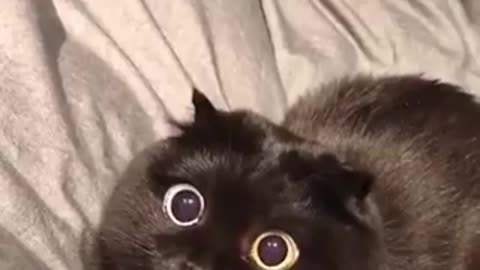 Shocked meow meow