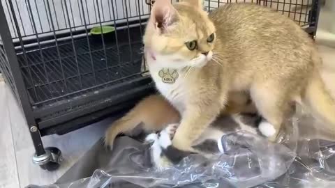 Mother cat licks adopted kitten 10 minutes before he leaves her forever