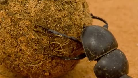 Dung Beetle' the strongest animal on earth