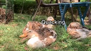 Being a duck doesn’t sound so bad