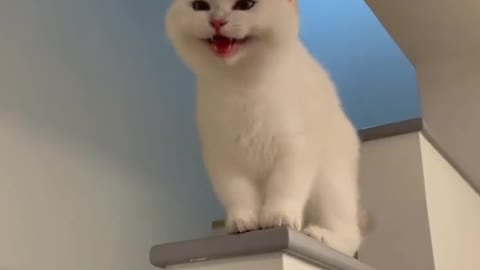 ضحك قطة funny cat