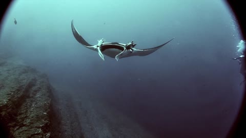 Manta Rays swim with divers off Socorro Island