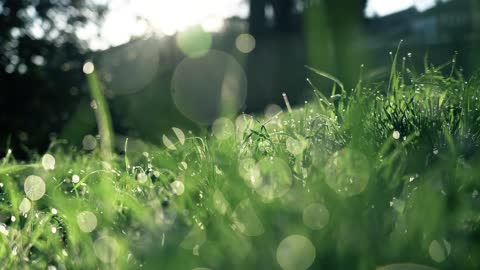 dewdrops on the grass