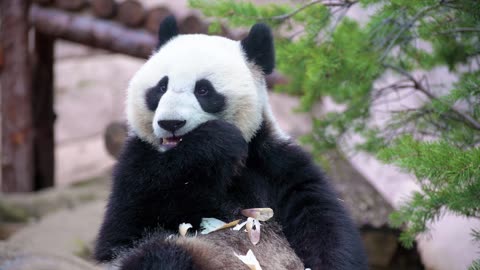 Watch: When This Wild Panda Is Fed You Won't Believe What Happens Next!