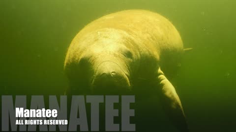 Florida Manatee