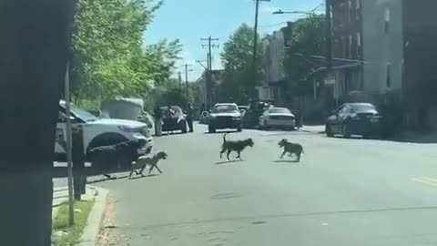 Pack of Dogs attacks Man in Philadelphia