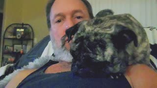 Pug Works from Home Diary : Remote Pug