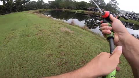 Catching GIANT Bass w/ FROGS!