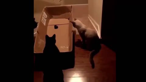 Kitten Kapers in the Box!