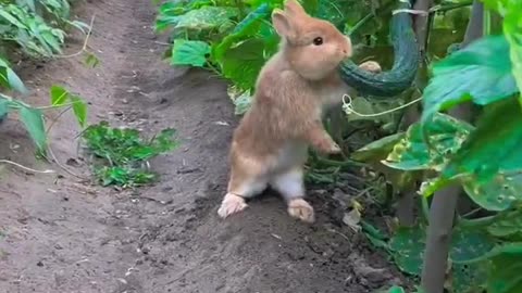 The little rabbit secretly eats cucumbers in the vegetable garden and pet the rabbit