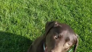 Murphy The Recall Slow Motion