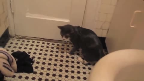 Epic Cats Hate Falling in Water Compilation