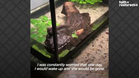 Exposed Heart Turtle Flaps Her Arms Whenever Her Dad Comes Near Her Tank | The Dodo Faith = Restored