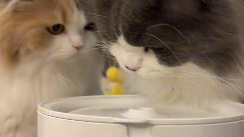 Two obedient babies who love to drink water