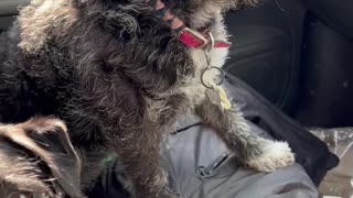 Puppy Gets Super Excited for Chicken Nuggets