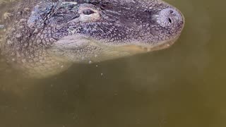 Rescued Alligator Greets Handler