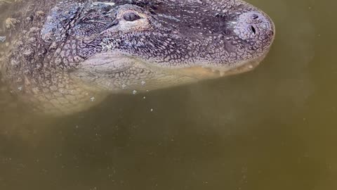Rescued Alligator Greets Handler