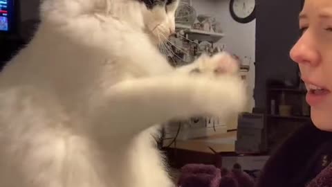 Angry Cat Shows Off Her Kung Fu Skills