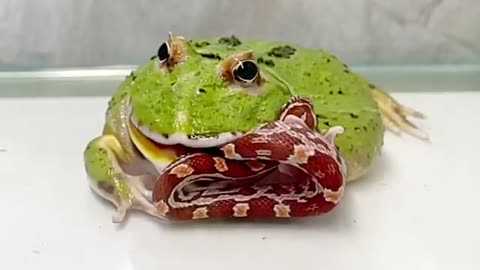 WARNING LIVE FEEDING! ! The Green Pacman frog eats snake?