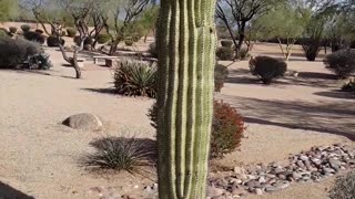 Arizona National Veterans Cemetery Phoenix AZ, flag at half-staff. 2/6/23