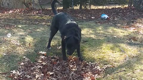 Happy dog sophie the borador