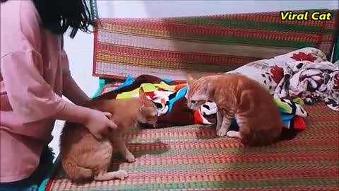 Bloody Brother Cats Meowing Fighting - You'll Regret Skipping Watching This Video | Viral Cat