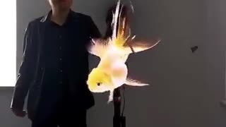 Pez dorado en holograma