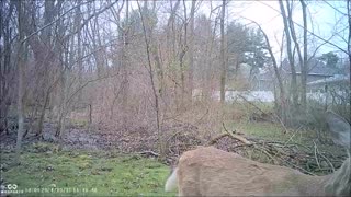 Backyard Trail Cams - Deer Smiles for Camera