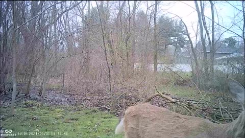 Backyard Trail Cams - Deer Smiles for Camera
