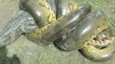 Biggest Snakes Ever Captured