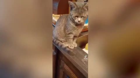 The interesting reaction of a cat when an onion goes into its eyes