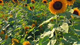 stunning sunflower field