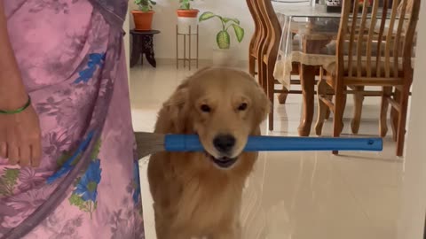 Dog Helps Clean
