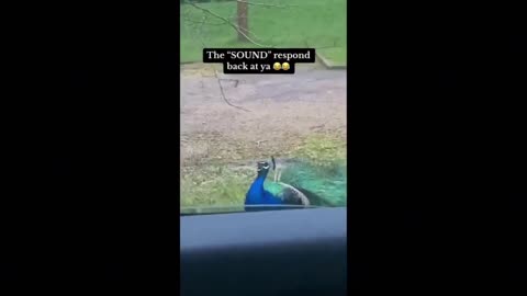 Crazy peacock meme🦚