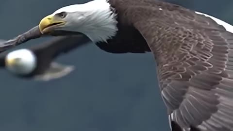 Eagle hunting🤯🤯