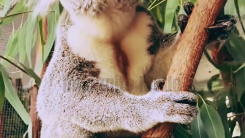 Koalas: Sleepy But Super Special!