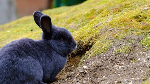 Rabbit fur blue wiener