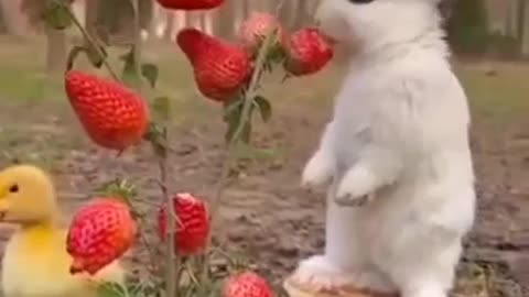 Pets VS Strawberry - Funny Video