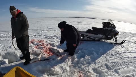 4 Days Camping & Fishing on Arctic Ocean - GIANT Sheefish Catch & Cook Alaska Adventure