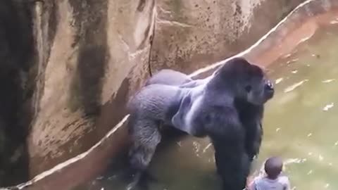 Gorillas play with humans